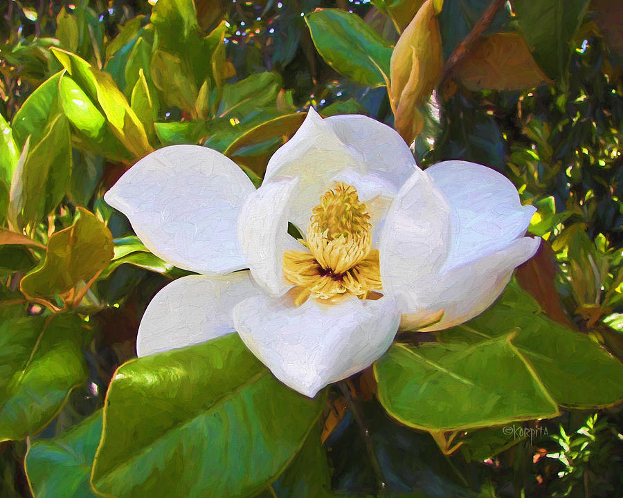 Magnolia Blossom - Springtime Flowers Photograph by Rebecca Korpita