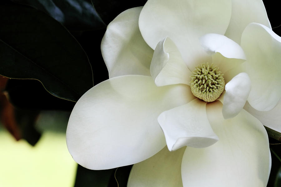 Magnolia Movie Photograph - Magnolia Blossom by Stephanie Frey