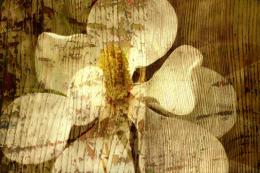 Magnolia Blossom With Texture Photograph by Suzanne Powers
