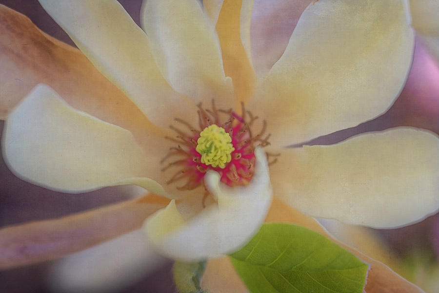 Magnolia Blossom Photograph by Tom Singleton
