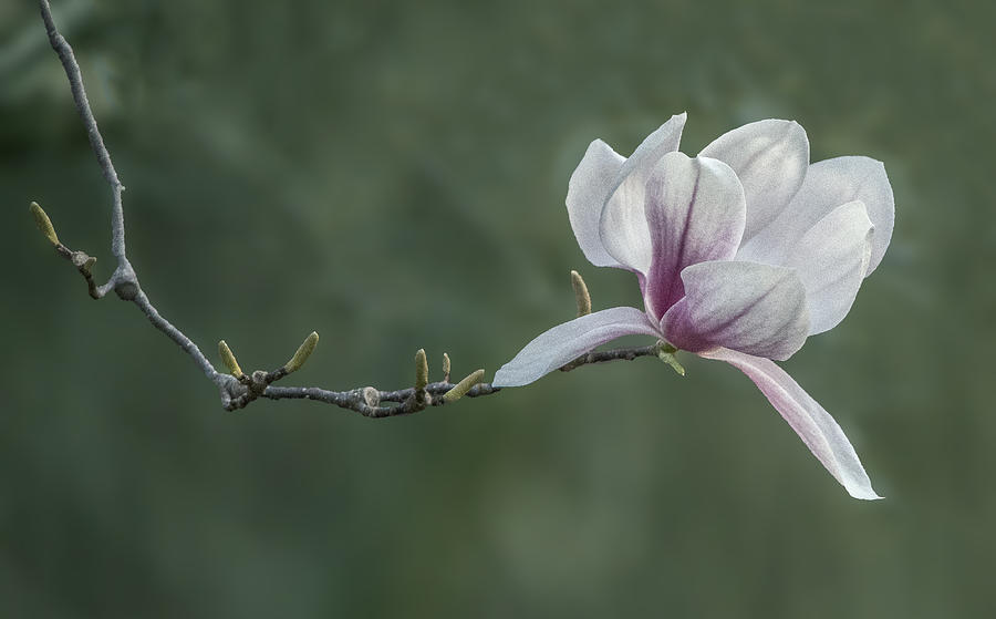 Magnolia Blossom Photograph by William Bitman