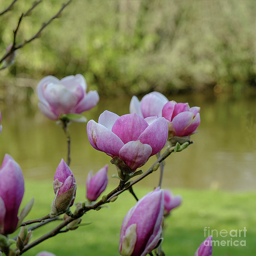 Magnolia blossomed Photograph by Marina Usmanskaya