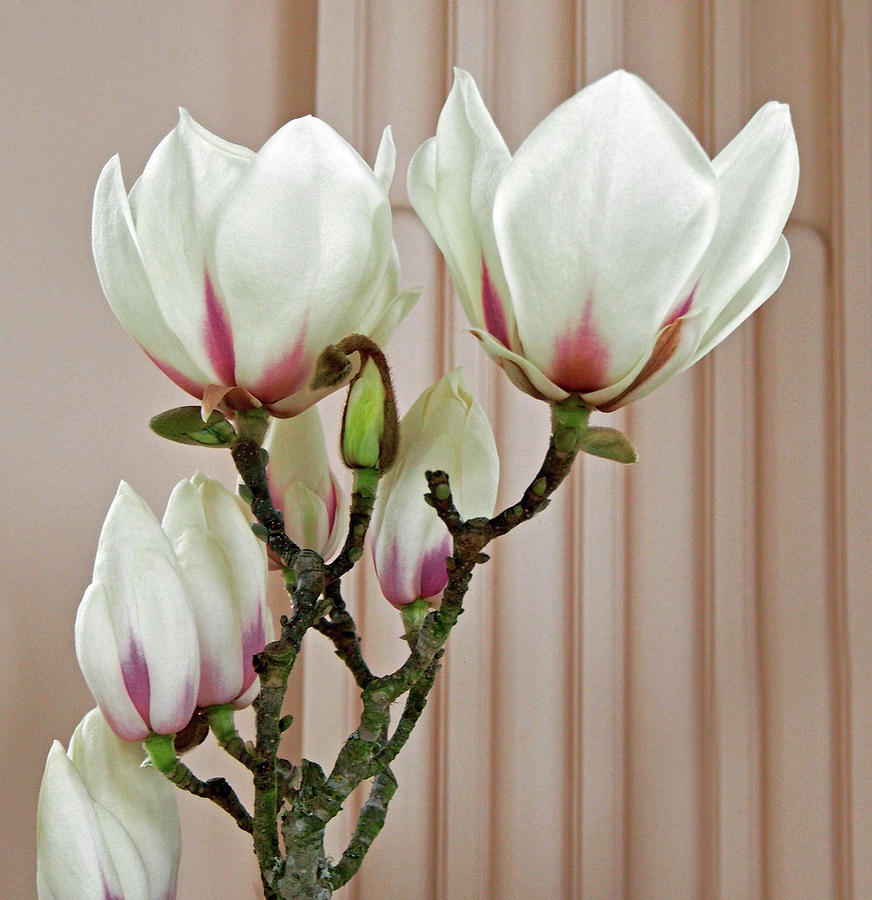 Magnolia Blossoms  Photograph by Jacklyn Duryea Fraizer