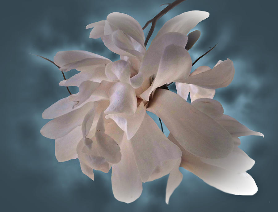 Flowers Still Life Photograph - Magnolia Blossoms by Judy Johnson