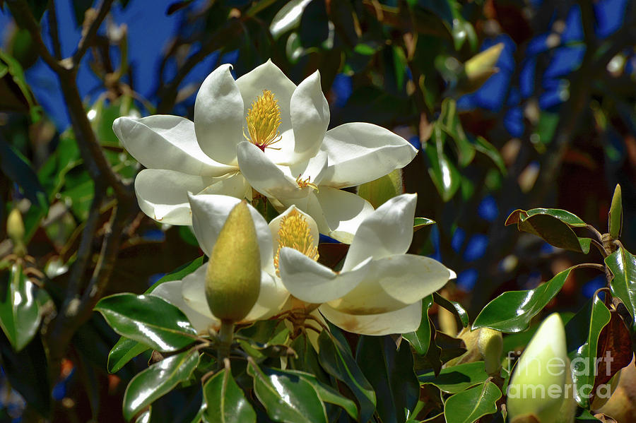 Magnolia Blossoms Photograph by Kathy Baccari