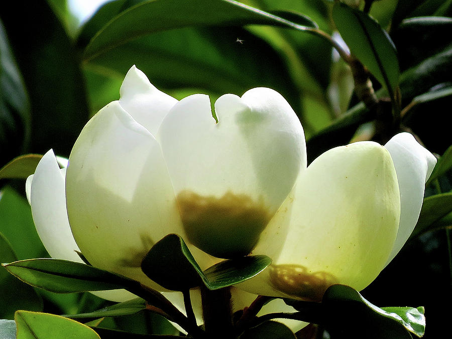 Magnolia Blossoms Photograph by Linda Stern