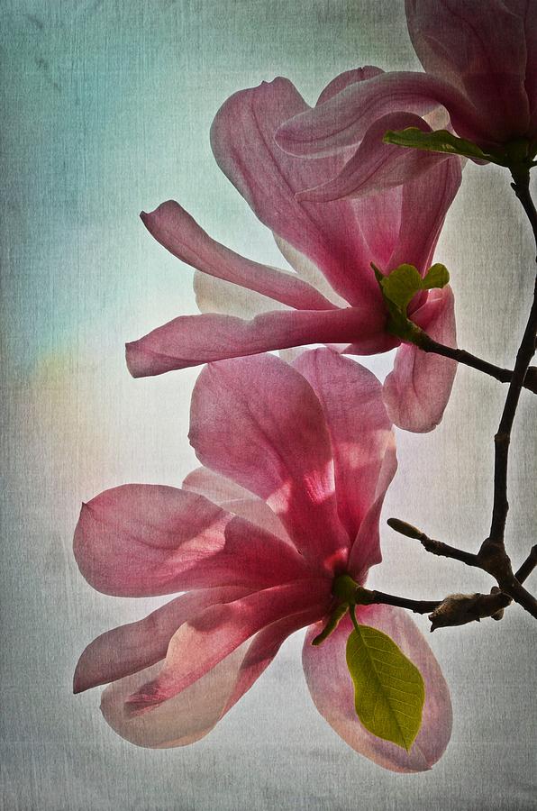 Magnolia Blossoms Photograph