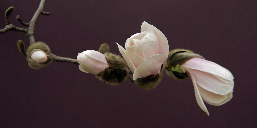 Magnolia Movie Photograph - Magnolia Blossoms by Michael Peychich