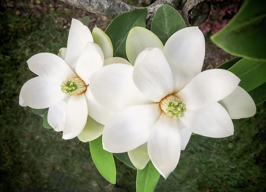 Magnolia Blossoms Photograph by Phyllis Taylor