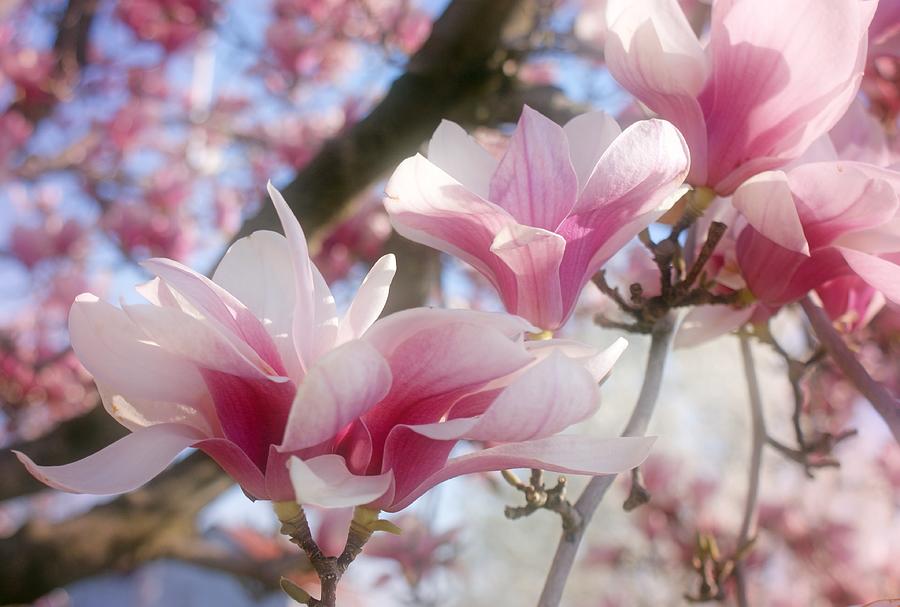Magnolia Blossoms Photograph by Sandy Keeton