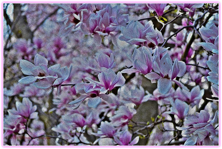 Magnolia Blossoms Photograph by Sonali Gangane