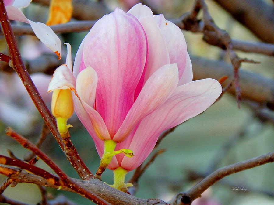Magnolia Blossoms Photograph by Wild Thing