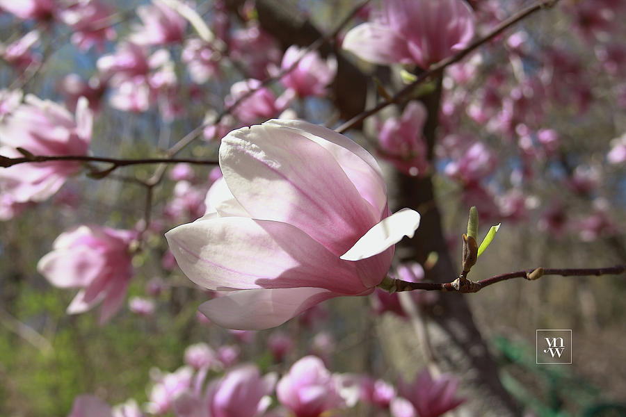 Magnolia Blossoms Photograph by Yvonne Wright