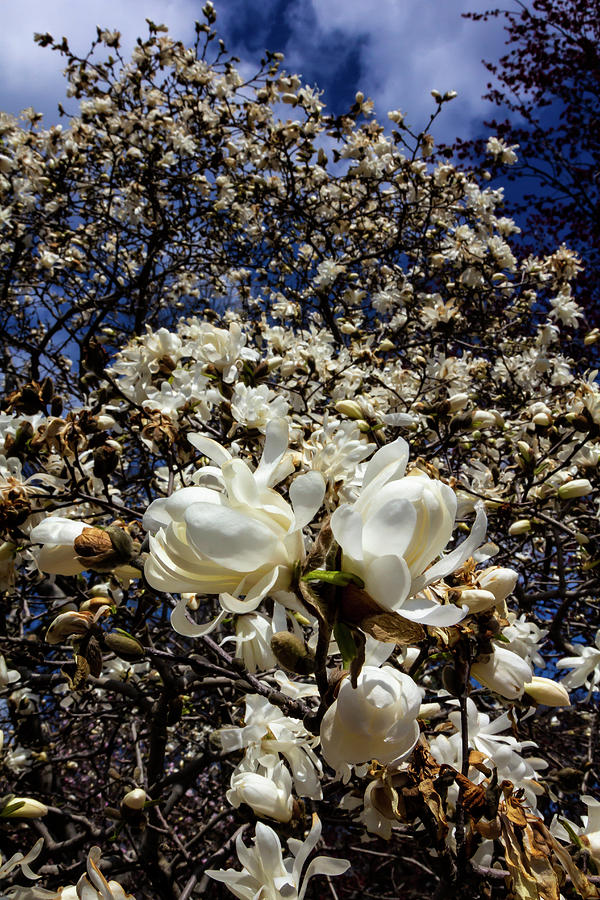 Magnolia Blosssoms Photograph by Robert Ullmann