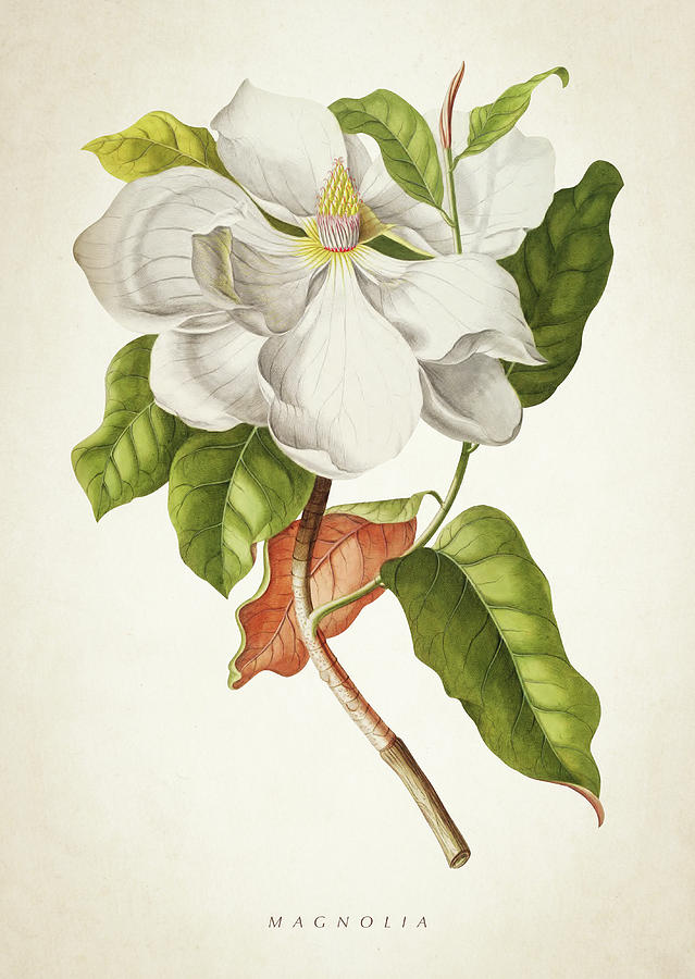 Magnolia Botanical Print Digital Art