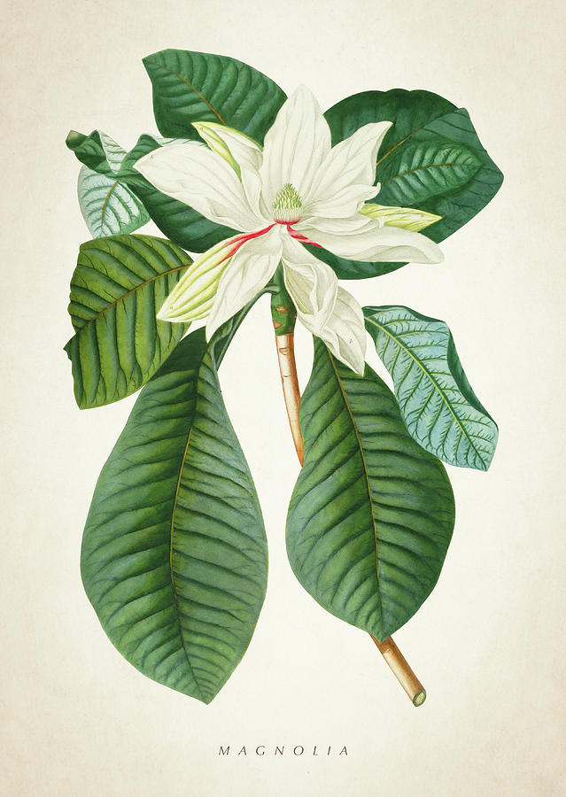 Magnolia Botanical Print Magnolia02 Digital Art