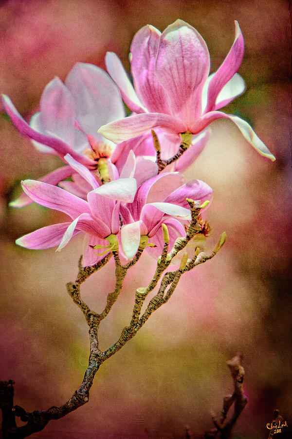 Magnolia Branch Photograph by Chris Lord
