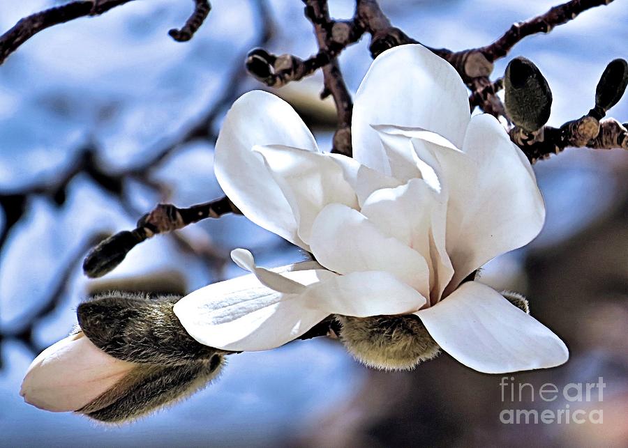 Magnolia Branch Photograph by Janice Drew
