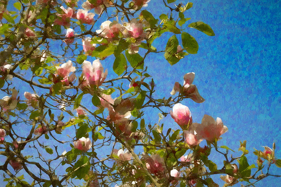 Magnolia Branches With Blue Sky Photograph by Bonnie Follett