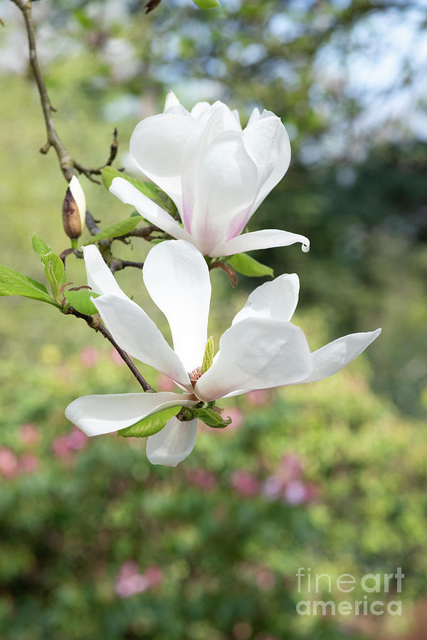 Magnolia Brozzoni Photograph by Tim Gainey