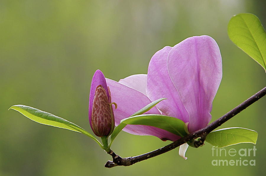 Magnolia Bud and Blossom Photograph by Byron Varvarigos