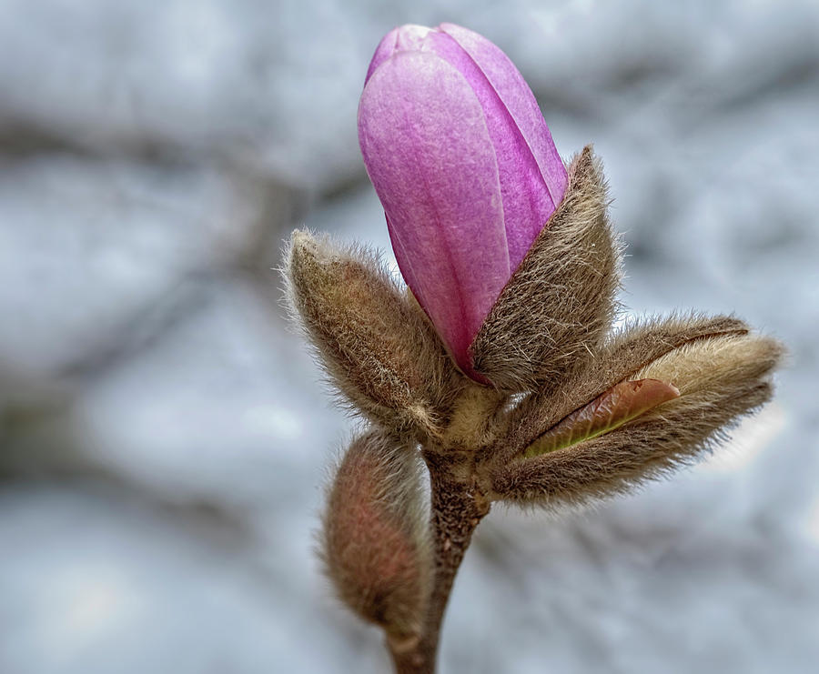 Magnolia Bud Photograph by Cathy Kovarik