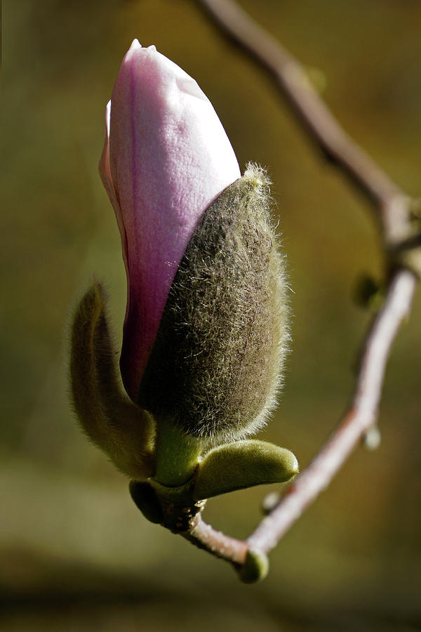Magnolia Bud Photograph by Inge Riis McDonald