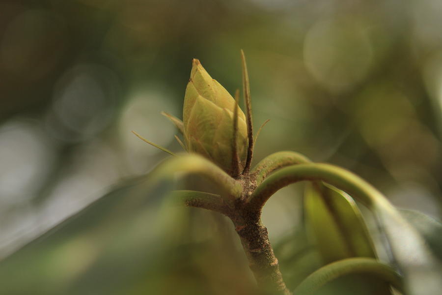 Magnolia Bud Photograph by Karen Ruhl