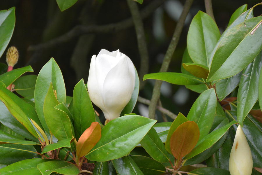 Magnolia Bud Photograph by Robert Lowe | Pixels