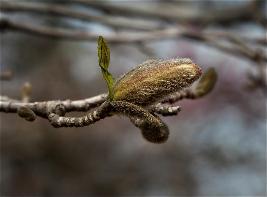 Magnolia Bud Photograph by Robert Ullmann