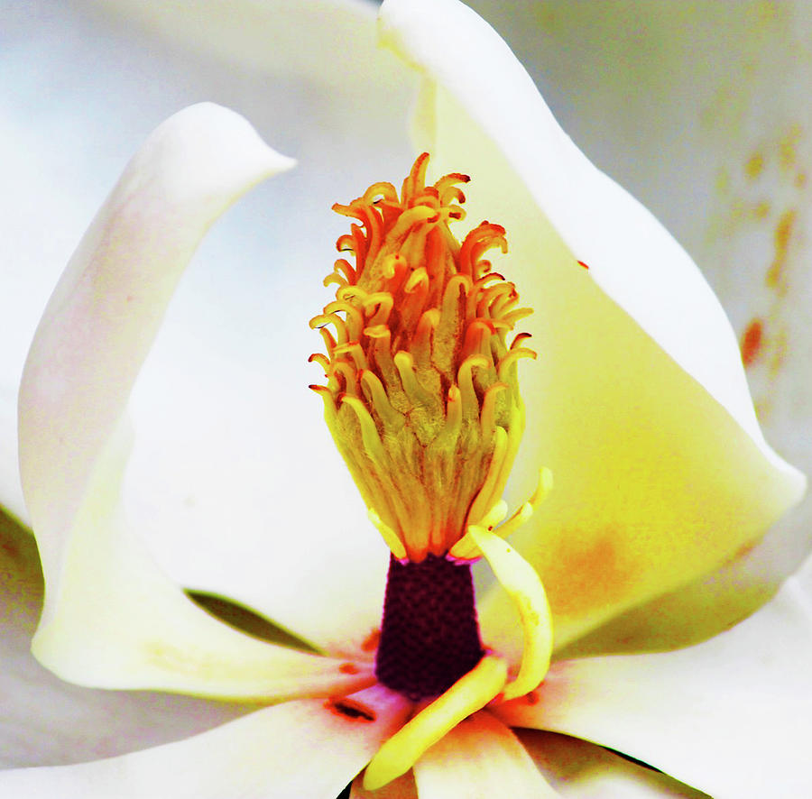 Magnolia Bud Photograph by Rod Whyte