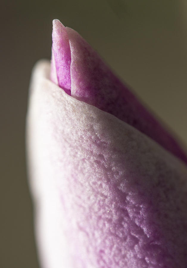 Magnolia Bud Photograph by Steven Ralser