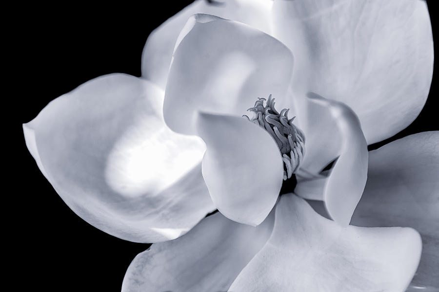 Magnolia BW Photograph by Jonathan Nguyen