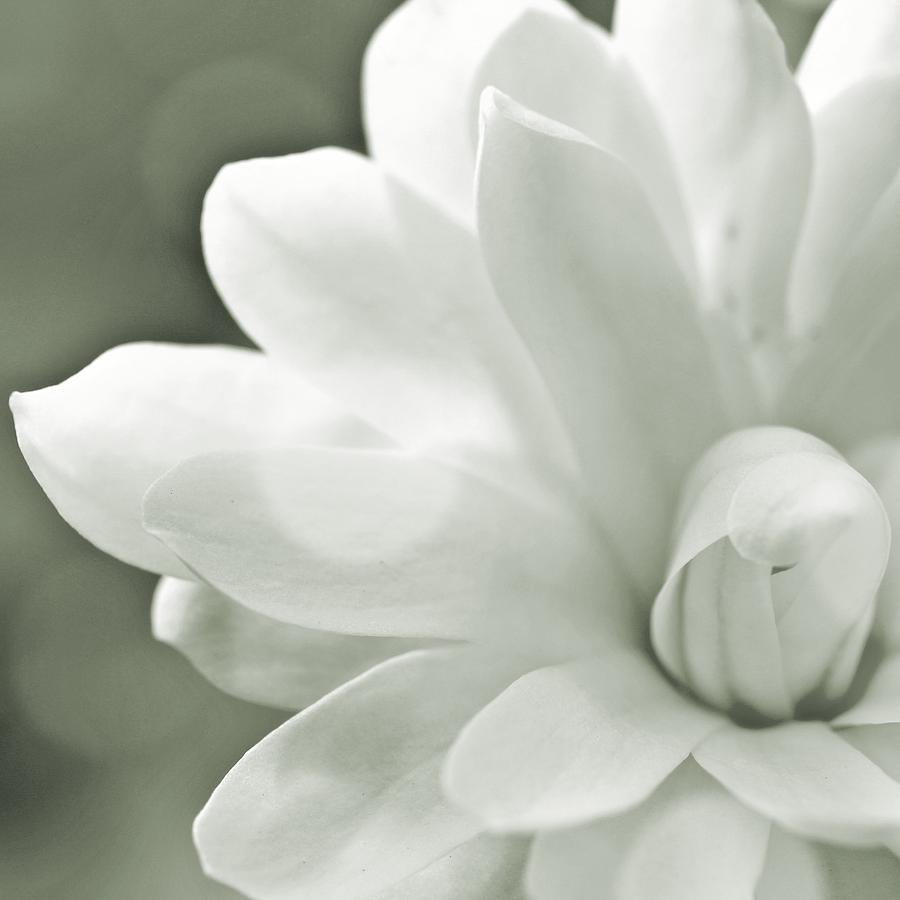 Magnolia BW Digital Art by Mary Pille