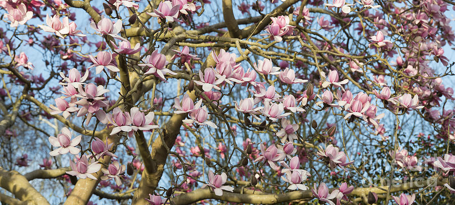 Flower Photograph - Magnolia Campbellii Flowers Panoramic by Tim Gainey
