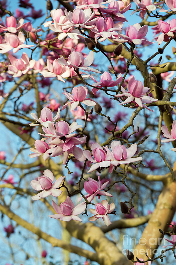Magnolia Campbellii in Spring  Photograph by Tim Gainey