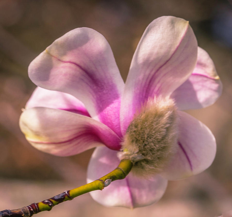 Magnolia Photograph by Cathy Donohoue