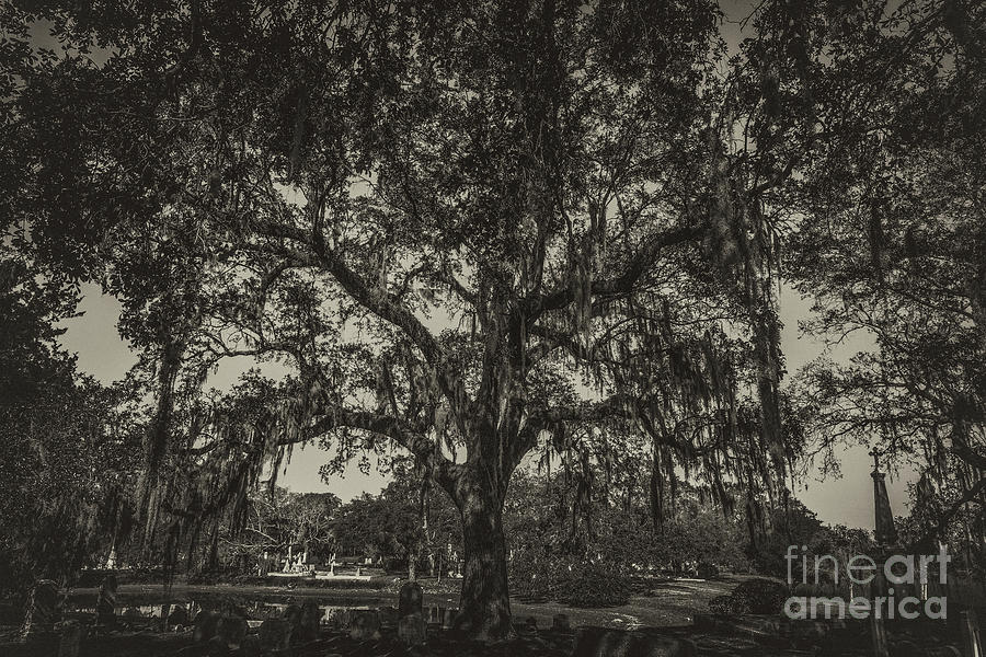 Magnolia Cemetery Live Oak Tree in Sepia Photograph by Dale Powell