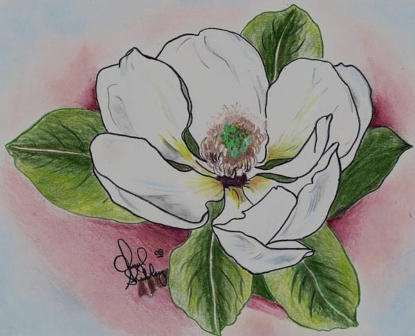 Magnolia Drawing by Cheryl Shibley