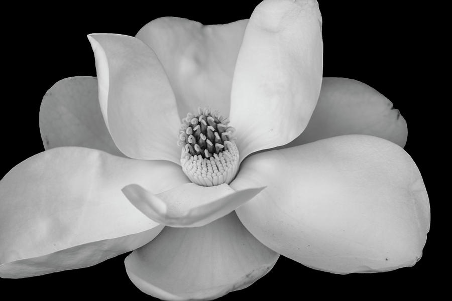 Magnolia Close Up Photograph by Robert Wilder Jr