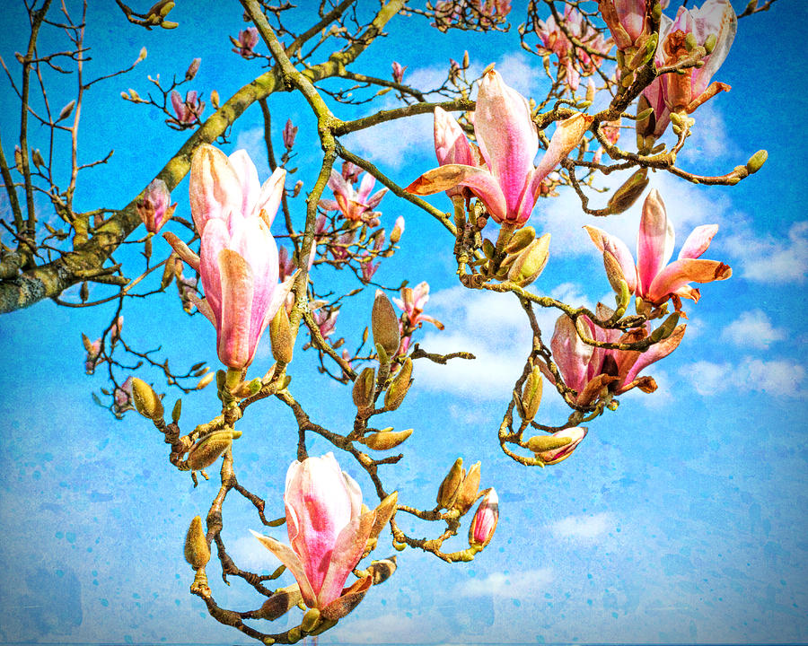 Magnolia Colour Burst Photograph by Roy Pedersen