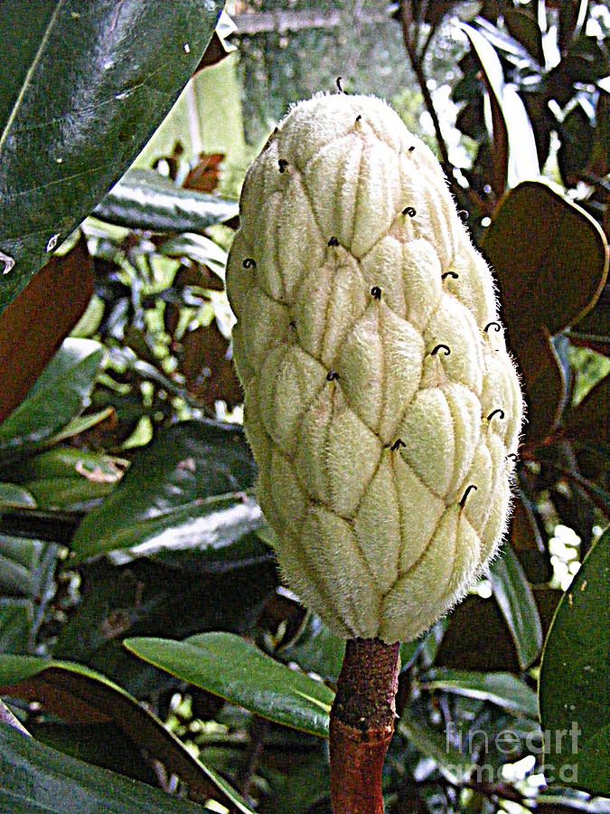 Magnolia Cone Photograph by Nancy Kane Chapman