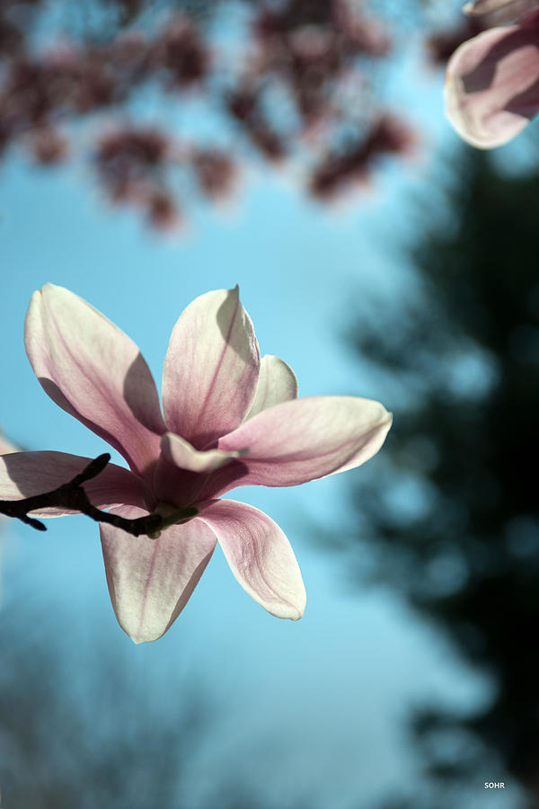 Magnolia Photograph by Dana Sohr