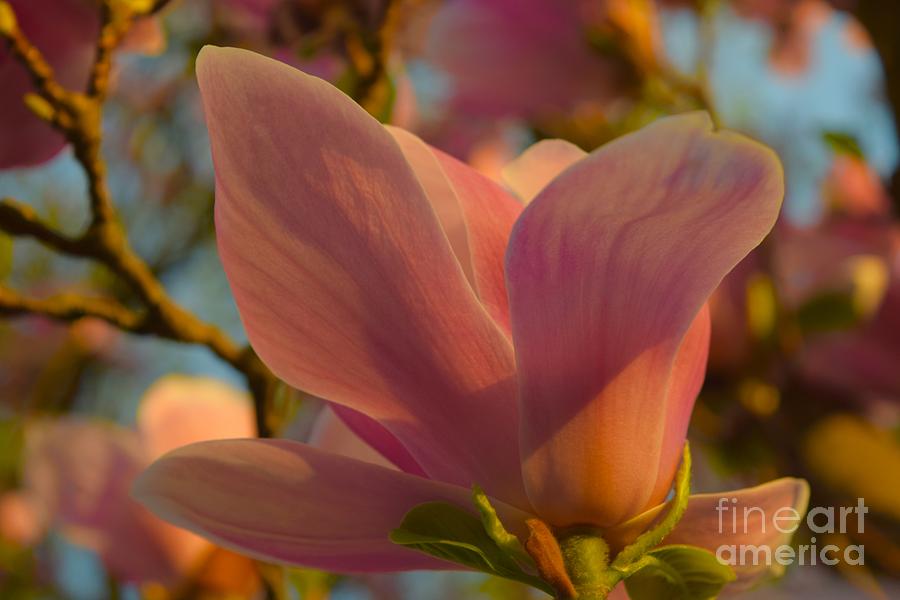 Magnolia  Photograph by Debra Banks