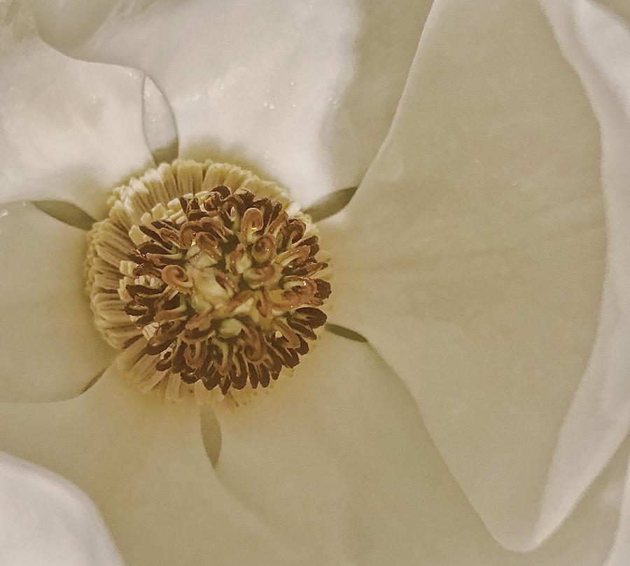 Magnolia Delight Tapestry - Textile by Al Swasey