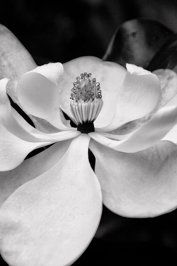 Magnolia Photograph by Dick Pratt