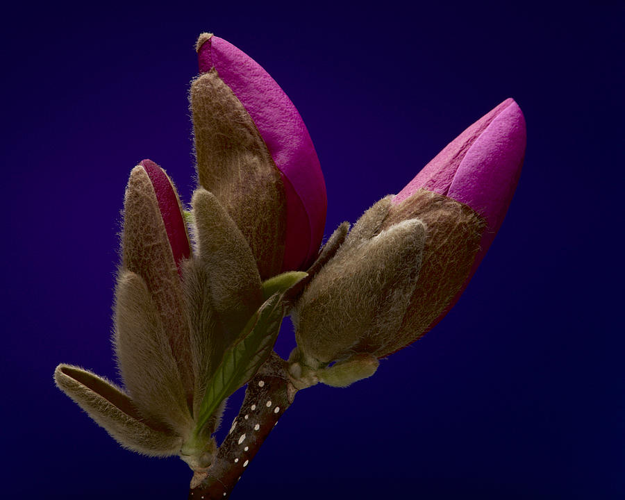 Magnolia Photograph by Don Spenner