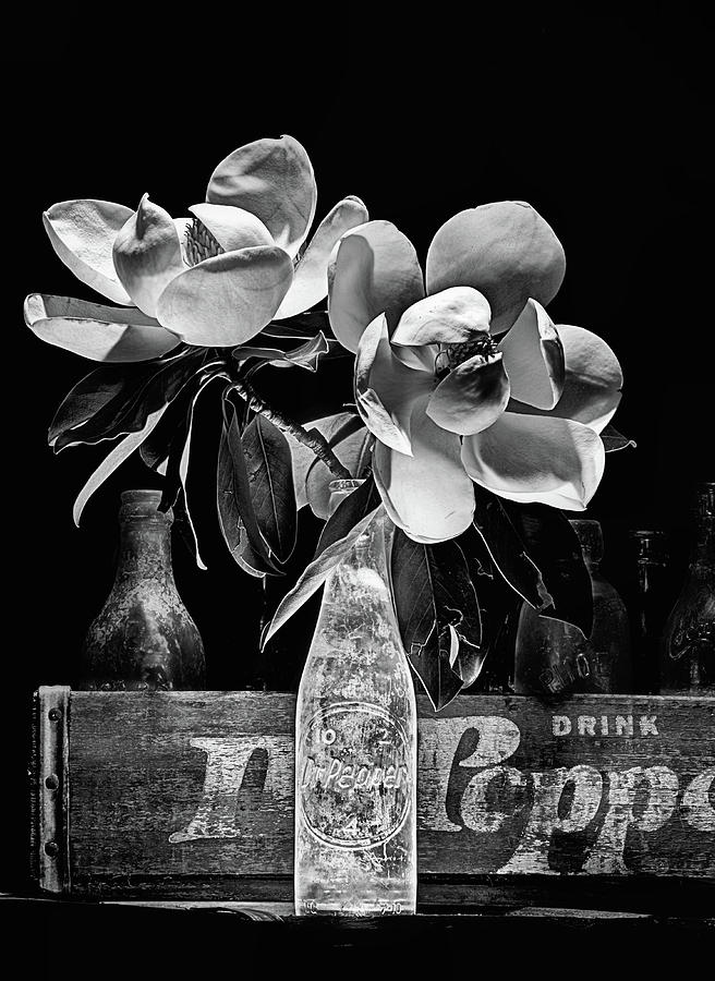 Magnolia Dr Pepper Still Life in Black and White Photograph by JC Findley