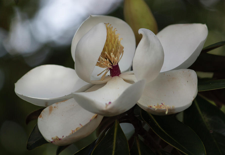 Magnolia Dreams Photograph by Suzanne Gaff