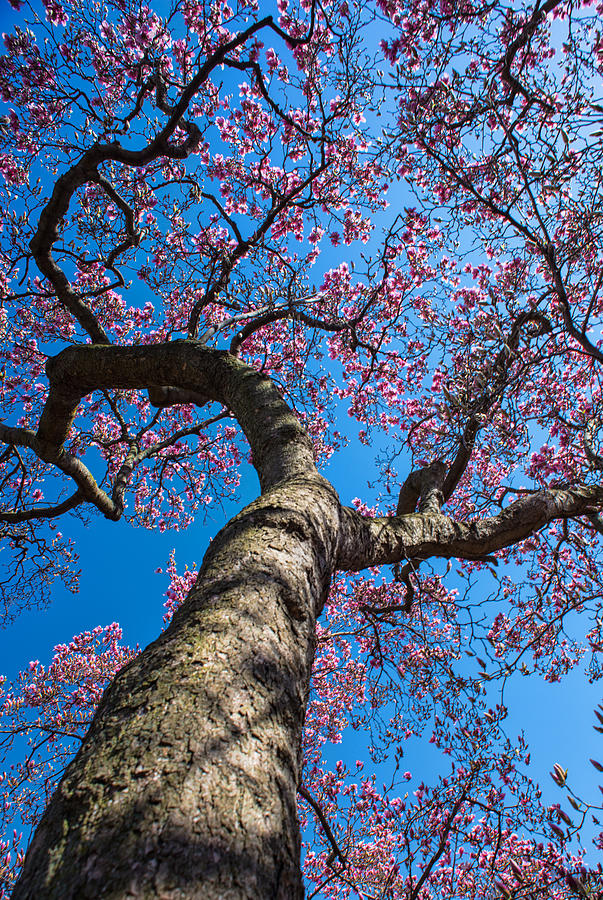 Magnolia - Early Spring Photograph by Dana Sohr